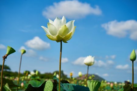 A Lotus Connection Yoga Retreat Chiang Mai