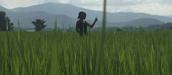 rice field views during yoga retreat in Chiang Mai
